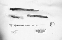 Dacryonaema rufum image